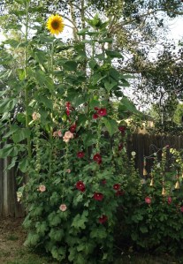 Hollyhocks