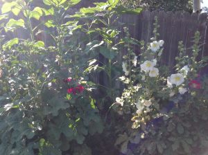 Hollyhocks2