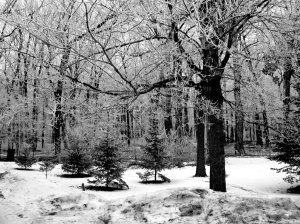 black-and-white-forest-desktop